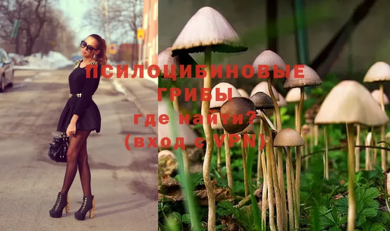 как найти наркотики  Арамиль  Псилоцибиновые грибы Psilocybe 